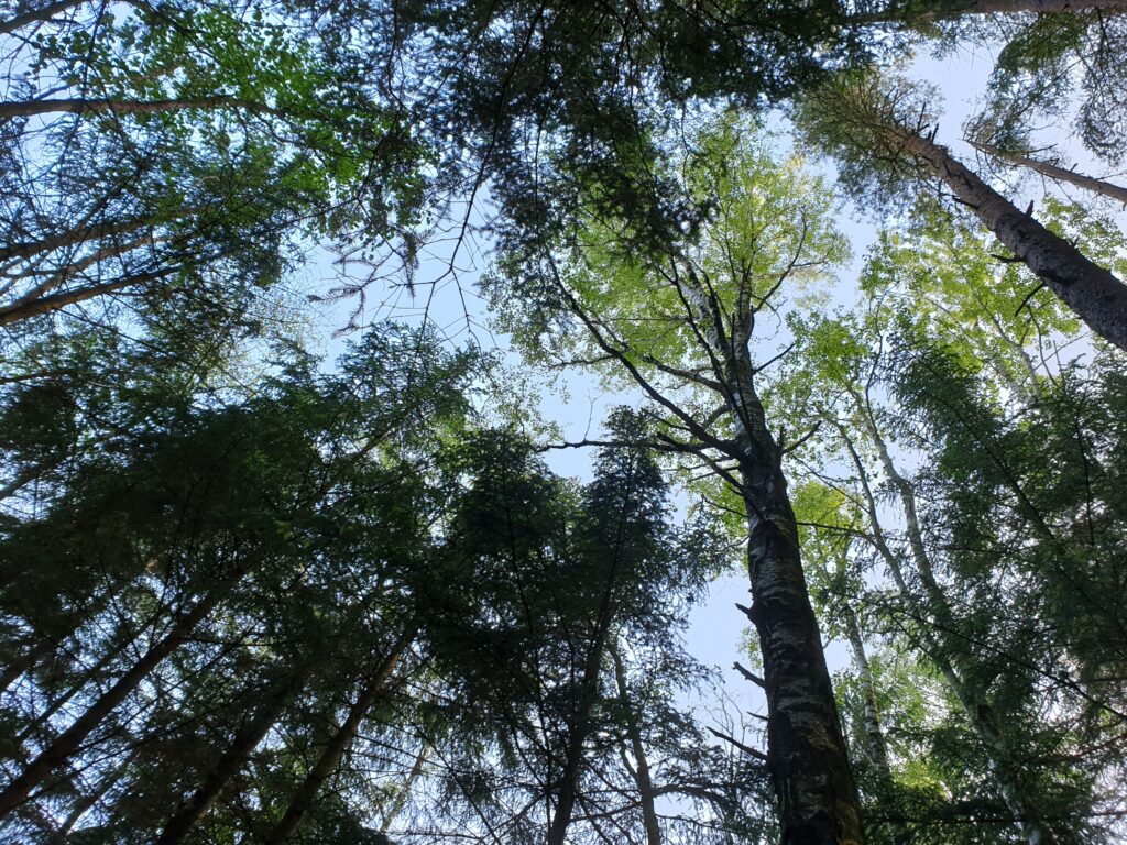 Trädkronor underifrån av varierande trädslag